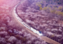 2026年3月31日-4月1日【花海列车】花海列车-昌赤路-湖门村栈道山桃花自驾+拼车摄影团 2026年3月31日-4月1日【花海列车】花海列车-昌赤路-湖门村栈道山桃花自驾+拼车摄影团